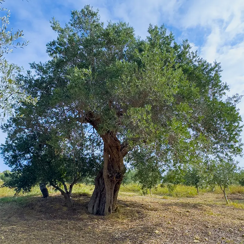 home_olivecentenario_oliolento